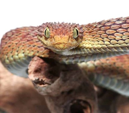 Adult Male Red Squamigera Bush Viper