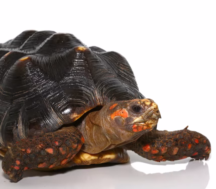 Adult Male Redfoot Tortoise #1