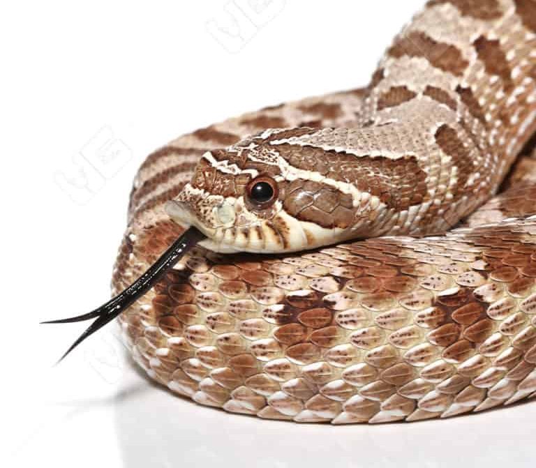 adult-male-western-hognose-snake adult male western hognose snake e1746947744747