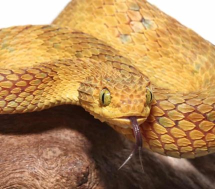 Adult Male Yellow Squamigera Bush Viper