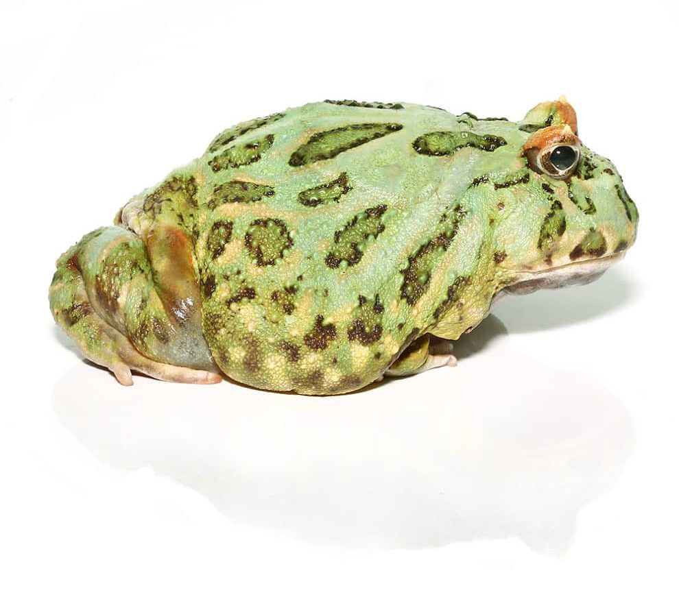 adult-peppermint-pacman-frog adult peppermint pacman frog e1745652607597