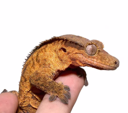 Adult Phantom Pinstripe Crested Gecko