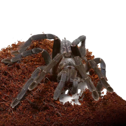 Adult Phidippus Adumbratus Jumping Spider