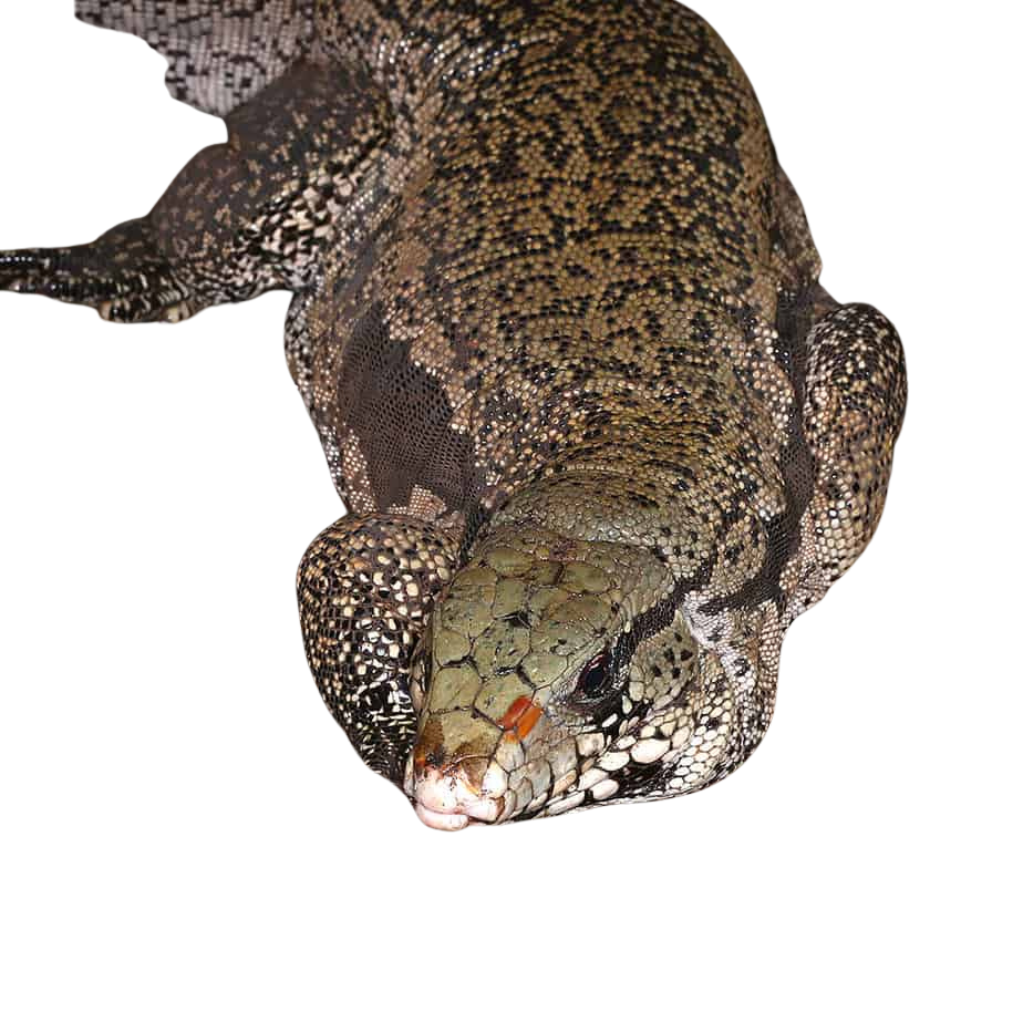 adult-purple-tegu (1) adult purple tegu 1