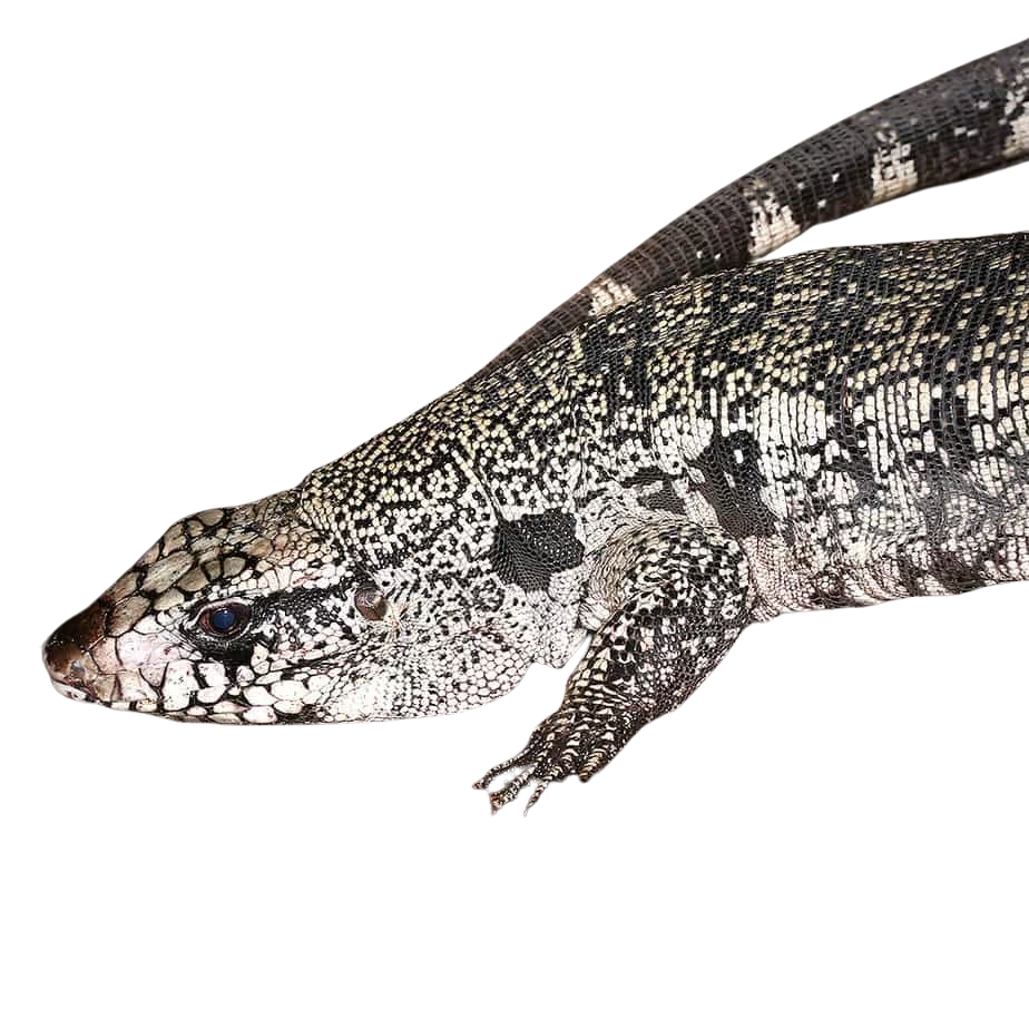 adult-purple-tegu (2) adult purple tegu 2