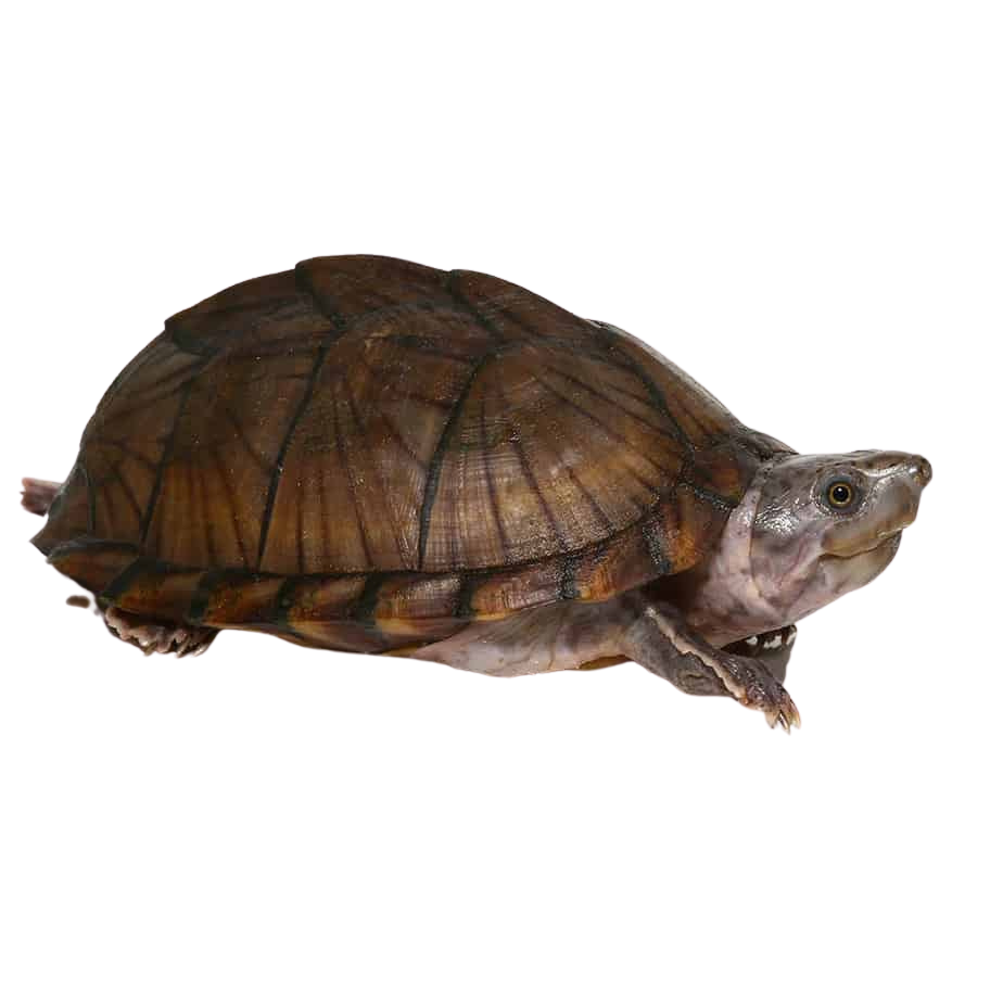 adult-razorback-musk-turtle (1) adult razorback musk turtle 1