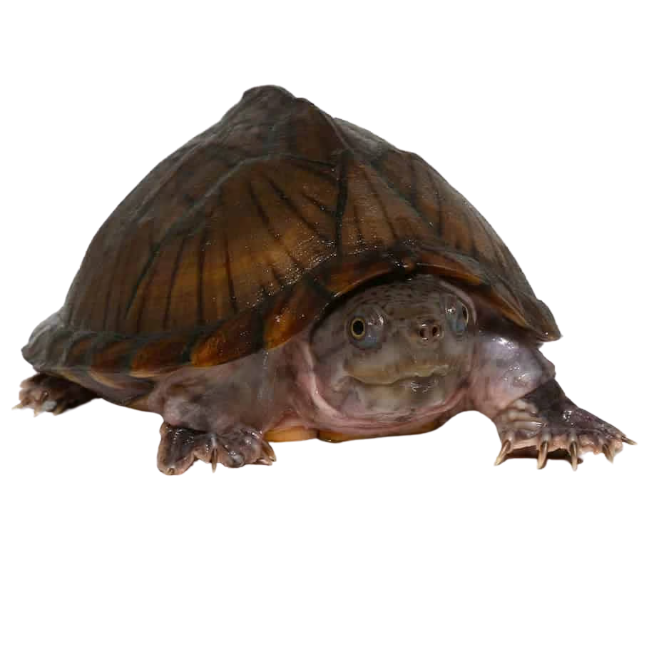 adult-razorback-musk-turtle (2) adult razorback musk turtle 2