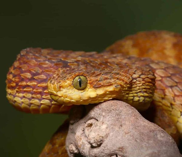 Adult Red Flame Squamigera Bush Viper