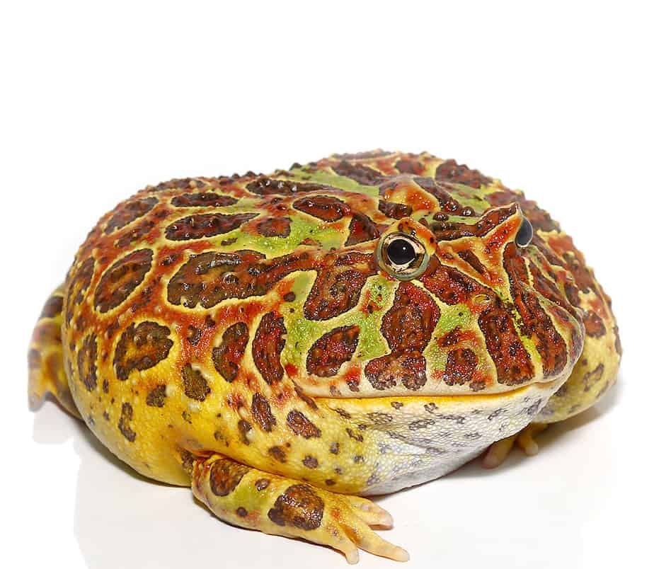 adult-red-ornate-pacman-frog adult red ornate pacman frog e1745739322650