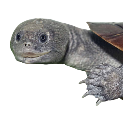Adult Reimann’s Snake Neck Turtle