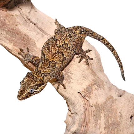 Adult Reticulated Gargoyle Gecko