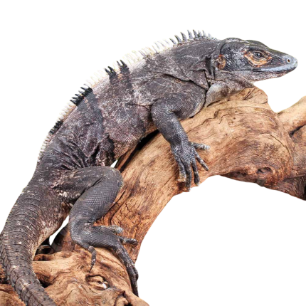 Adult Spiny Tailed Iguana