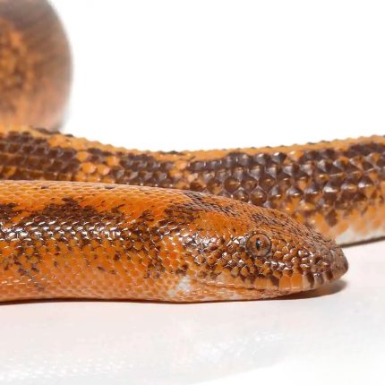 Adult Striped Painted Kenyan Sand Boa