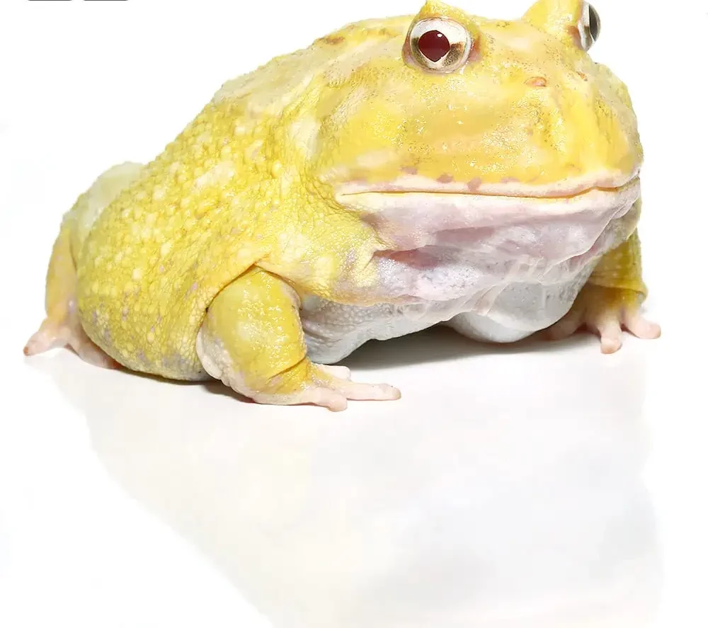 adult-super-pikachu-pacman-frog adult super pikachu pacman frog e1745691710940