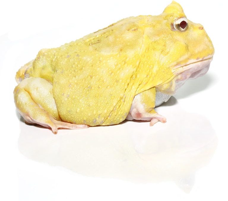 adult-super-pikachu-pacman-frog adult super pikachu pacman frog e1745691813955