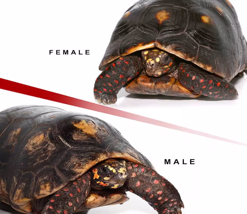 adult-suriname-redfoot-tortoise-pair-2 adult suriname redfoot tortoise pair 2 e1750259983522