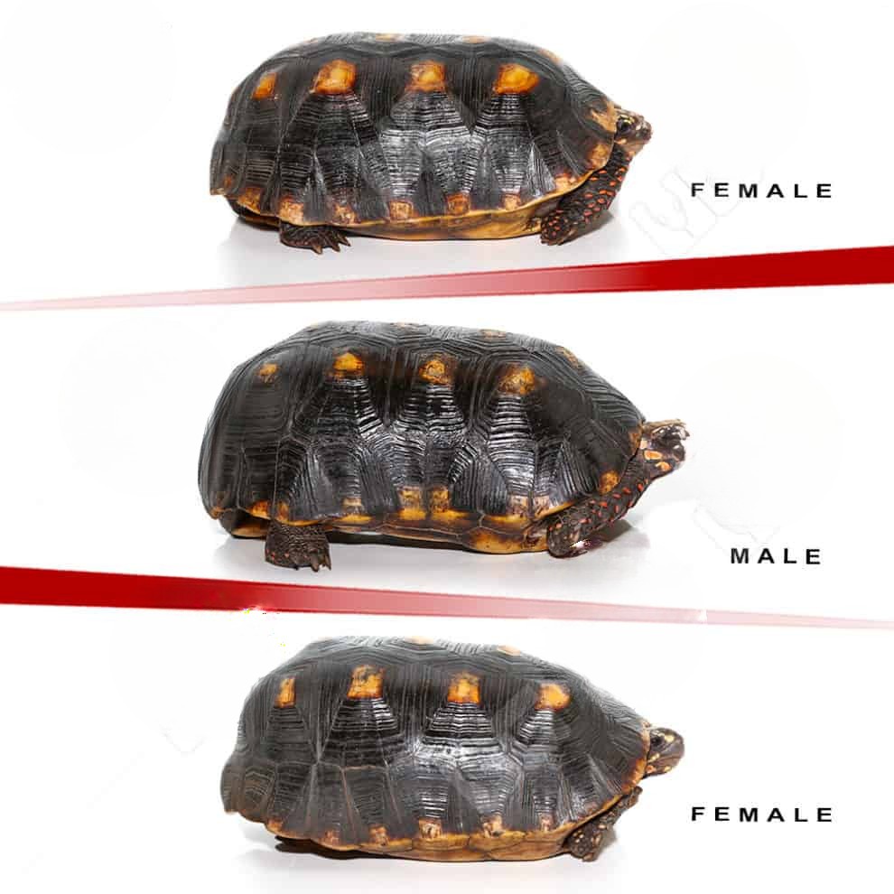 adult-suriname-redfoot-tortoise-trio adult suriname redfoot tortoise trio