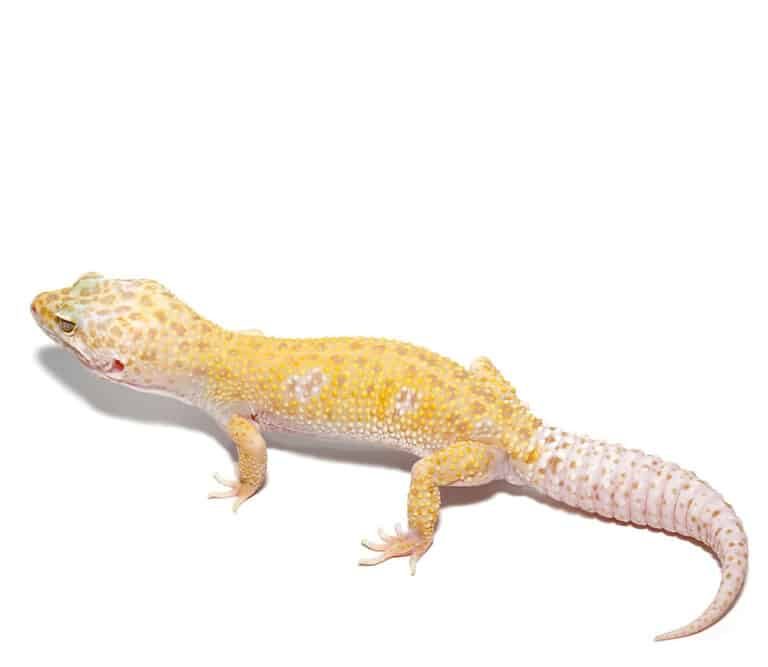 adult-tangerine-het-tremper-and-eclipse-leopard-gecko (1) adult tangerine het tremper and eclipse leopard gecko 1 e1747676254551