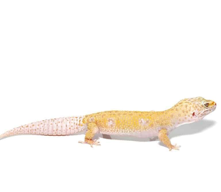 adult-tangerine-het-tremper-and-eclipse-leopard-gecko (2) adult tangerine het tremper and eclipse leopard gecko 2 e1747676235426