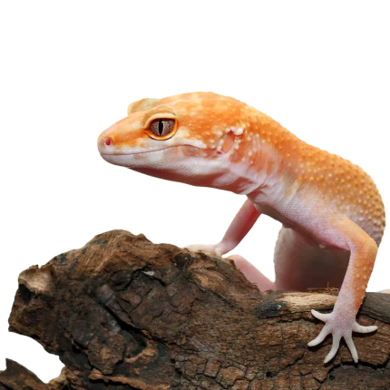 Adult Tangerine Tremper Albino Het Eclipse Leopard Gecko #5