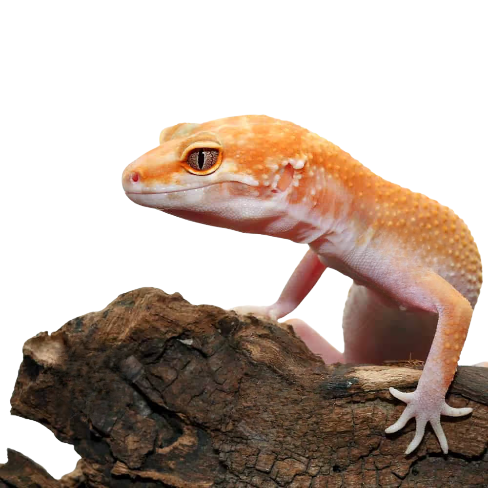 adult-tangerine-tremper-albino-het-eclipse-leopard-gecko-5 (1) adult tangerine tremper albino het eclipse leopard gecko 5 1