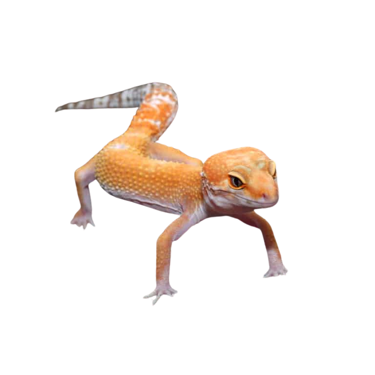 adult-tangerine-tremper-albino-het-eclipse-leopard-gecko-5 (2) adult tangerine tremper albino het eclipse leopard gecko 5 2