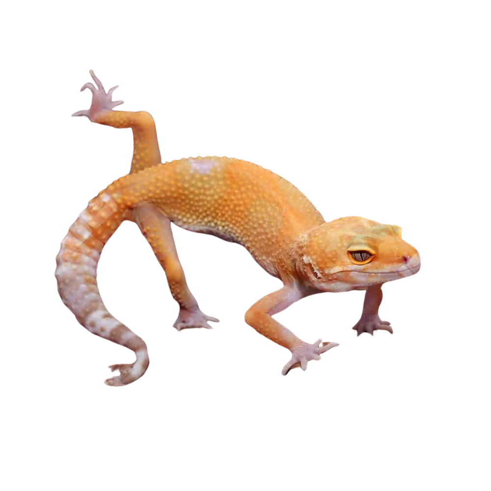 adult-tangerine-tremper-albino-het-eclipse-leopard-gecko-6 (1) adult tangerine tremper albino het eclipse leopard gecko 6 1