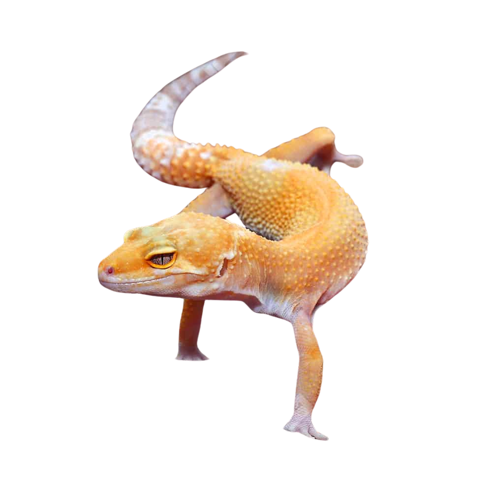 adult-tangerine-tremper-albino-het-eclipse-leopard-gecko-6 (2) adult tangerine tremper albino het eclipse leopard gecko 6 2