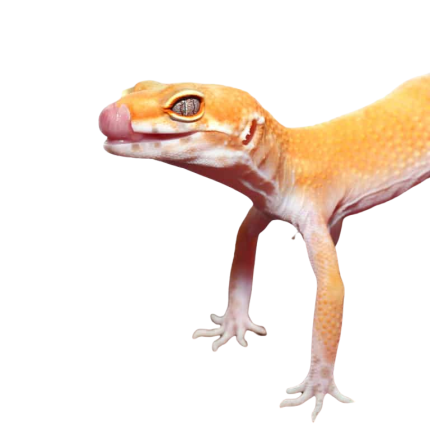 Adult Tangerine Tremper Albino Het Eclipse Leopard Gecko #7