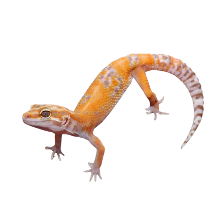 Adult Tangerine Tremper Albino Het Eclipse Leopard Gecko #8