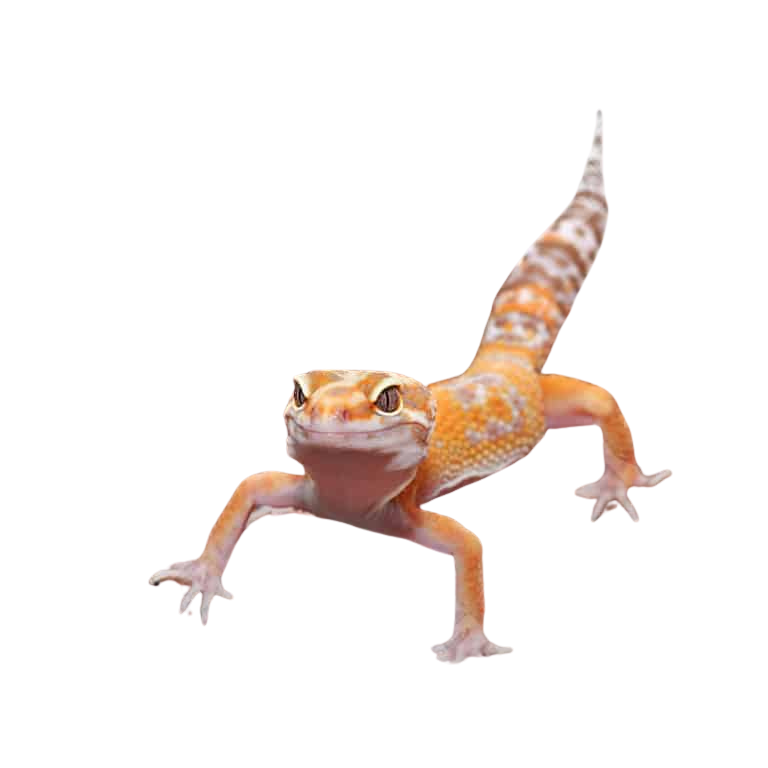 adult-tangerine-tremper-albino-het-eclipse-leopard-gecko-8 (2) adult tangerine tremper albino het eclipse leopard gecko 8 2