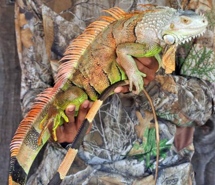 Adult White Head Green Iguana