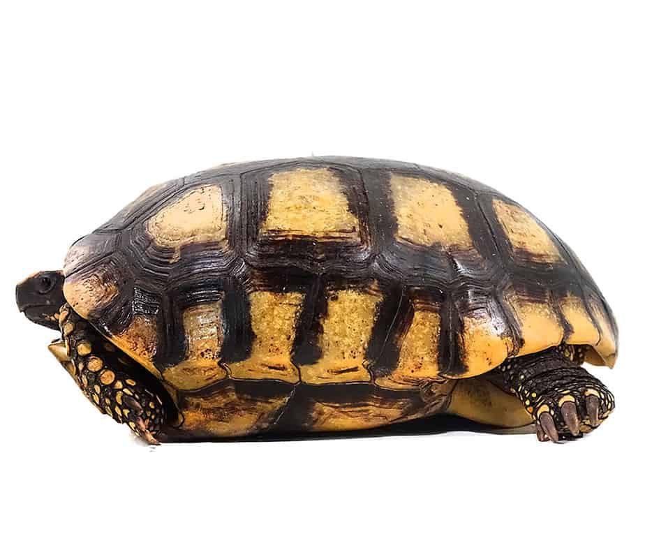 adult-yellowfoot-tortoise adult yellowfoot tortoise e1750321048239