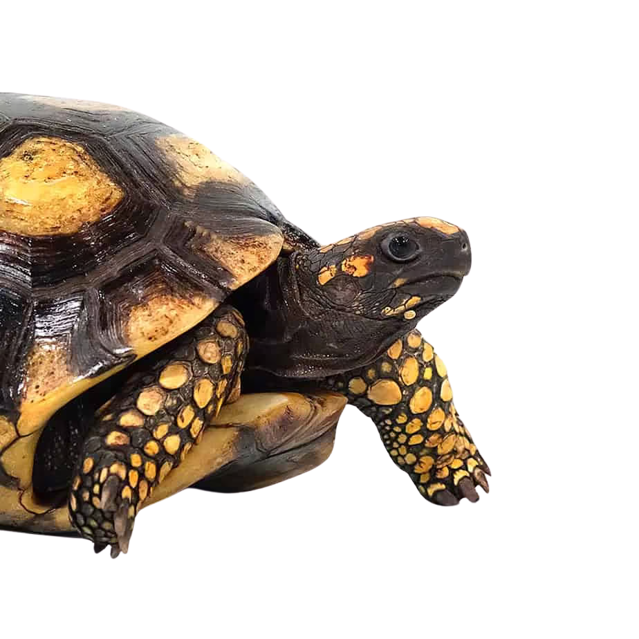 adult-yellowfoot-tortoise adult yellowfoot tortoise