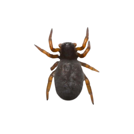 African Black Velvet Spider (.25 – .75″)