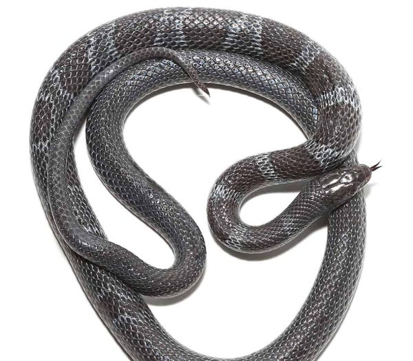 African Garter Snake