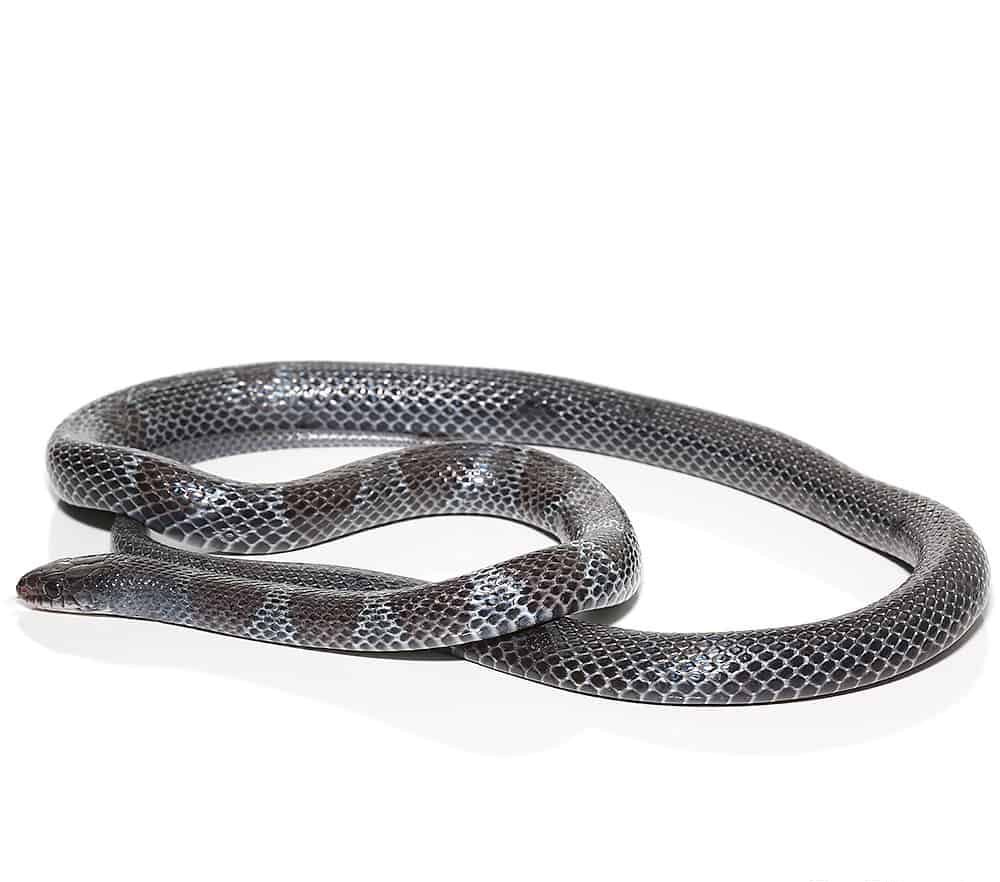 african-garter-snake (2) african garter snake 2 e1739982751665