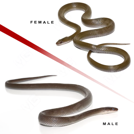 African Olive House Snake Pair