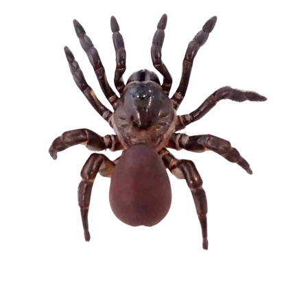 African Trap Door Spider (2.5”)