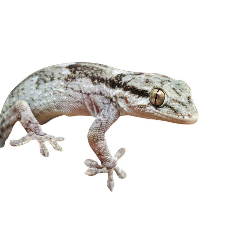 african-wall-gecko (1) african wall gecko 1