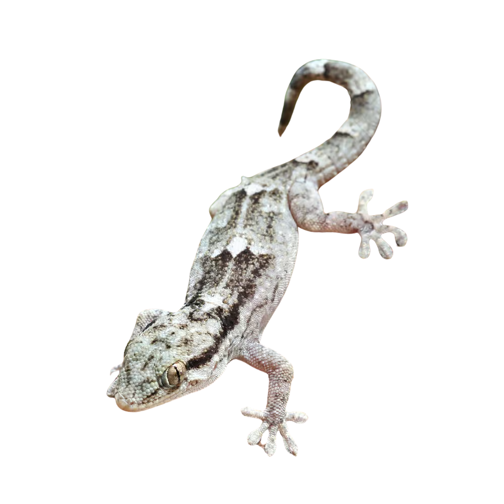 african-wall-gecko (2) african wall gecko 2
