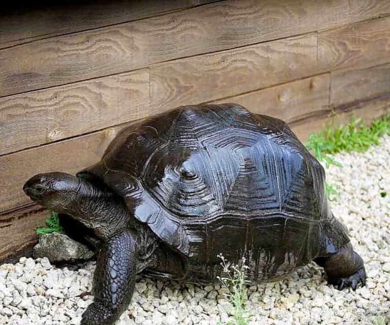 aldabra-tortoise aldabra tortoise e1750441710113