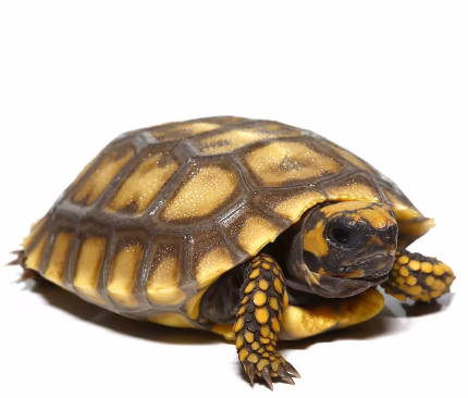 Amazon Basin Giant Yellow Foot Tortoise