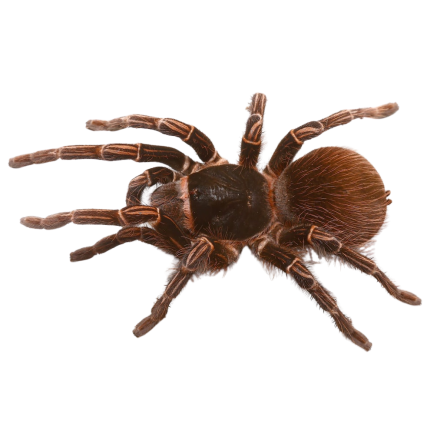 Amazon Giant Striped Birdeater Tarantula (3 – 4”)