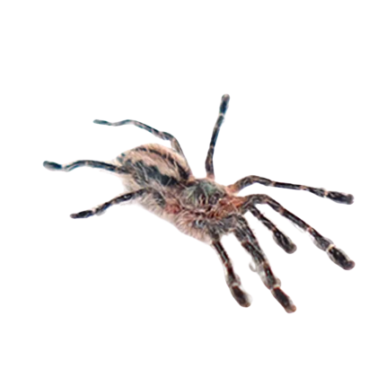Amazon Ribbed Tree Spider (.25″ – .75”)