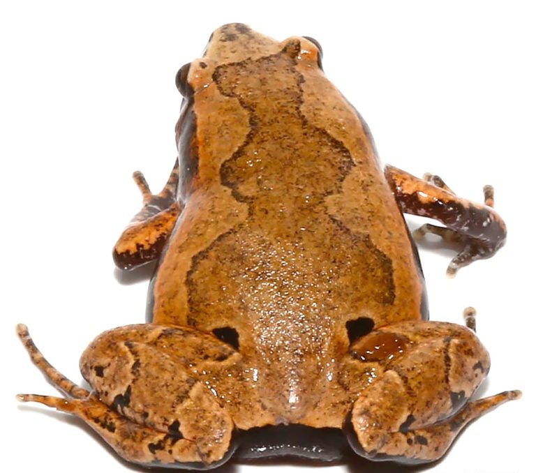 amazon-sheep-frog amazon sheep frog e1745521814940
