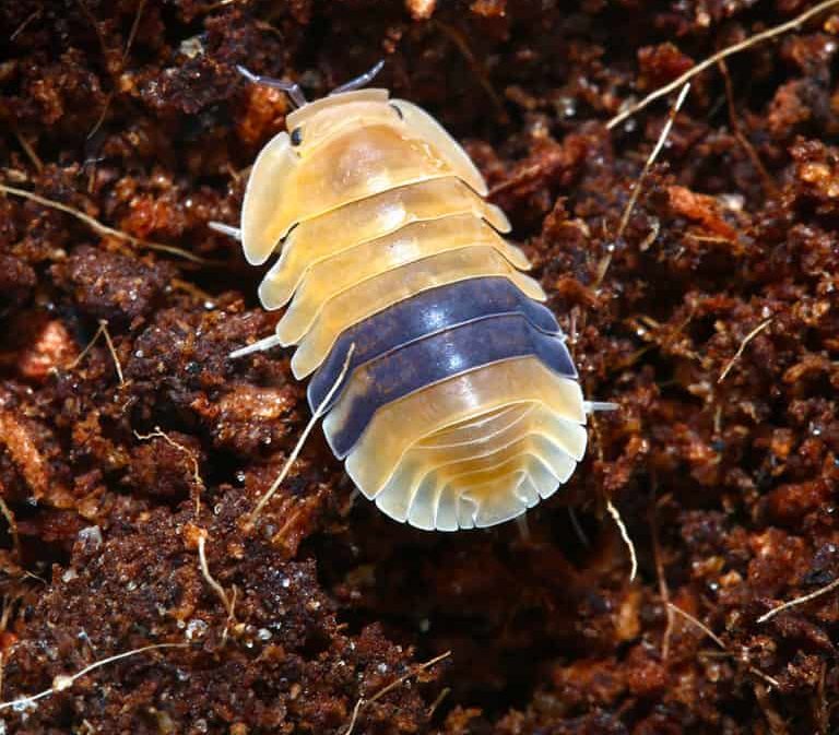 amber-ducky-isopods amber ducky isopods e1749715583289