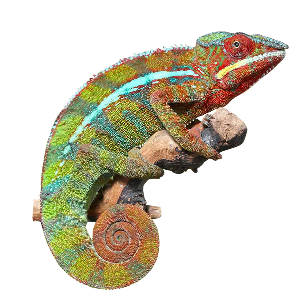 ambilobe-panther-chameleon (1) ambilobe panther chameleon 1