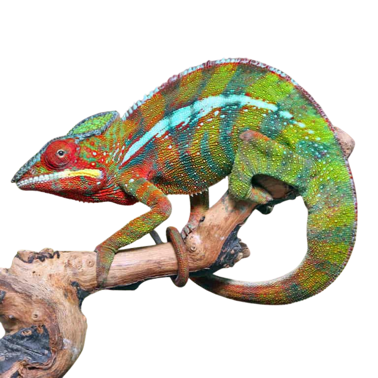 ambilobe-panther-chameleon (2) ambilobe panther chameleon 2