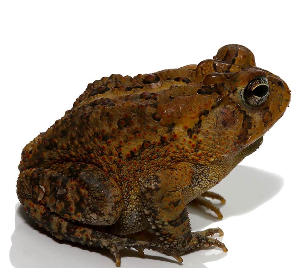 american-toad american toad e1745950372672